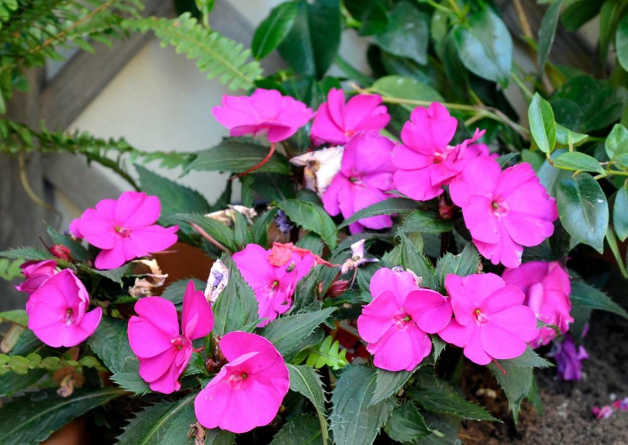 Giardino In Citta; Centralissimo سانريمو المظهر الخارجي الصورة